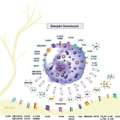 Basophils in pruritic skin diseases